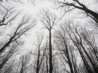 Forest in winter, trees without leaves, white sky of a winter day.