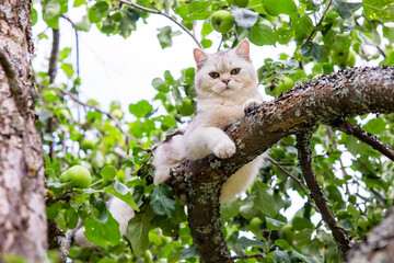 A beautiful white cat lies on a branch of an apple tree in the garden, green apples hang nearby