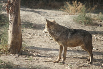 Fototapeta premium wolf