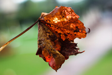 yellow autumn leaf, on blurred green nature background