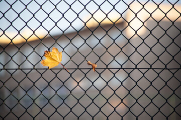 Autumn maple leaves in the metallic fence. Autumn sketch, leaves on the fence. Autumn, background....