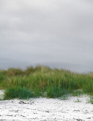 Fototapeta premium Green sea grass on white sandy beach