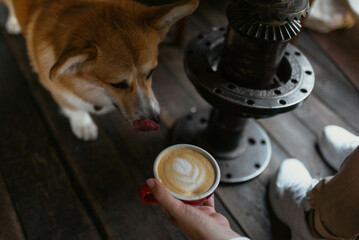 corgi coffee happy dog 