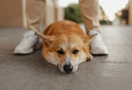 corgi laying on the floor sneakers dog 