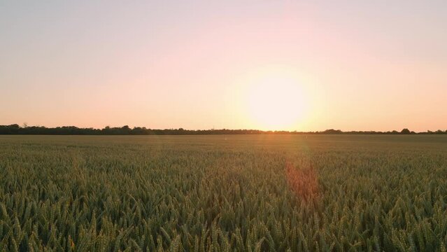 Drohnen-Flug &uuml;ber Getreidefeld im Fr&uuml;hsommer bei Sonnenuntergang
