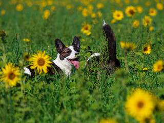 Naklejka na ściany i meble Corgi dog playing in a field of yellow sunflowers