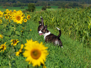 Naklejka na ściany i meble Corgi dog playing in a field of yellow sunflowers