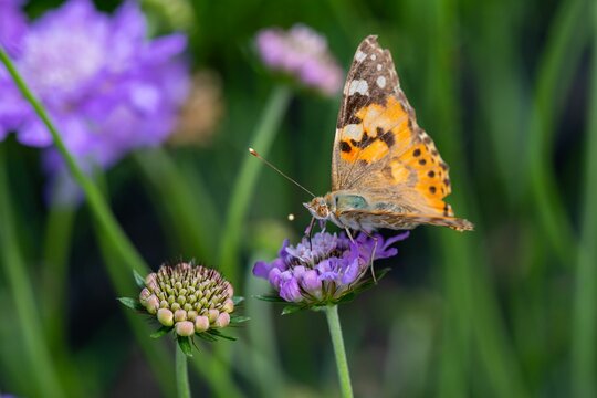 Painted Lady (Vanessa cardui) butterfly on a purple Pincushion flower (Scabiosa)