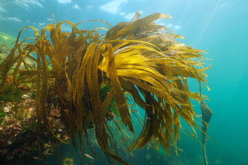 Laminaria kelp brown algae foliage underwater in the ocean, Eastern Atlantic, Spain, Galicia - obrazy, fototapety, plakaty