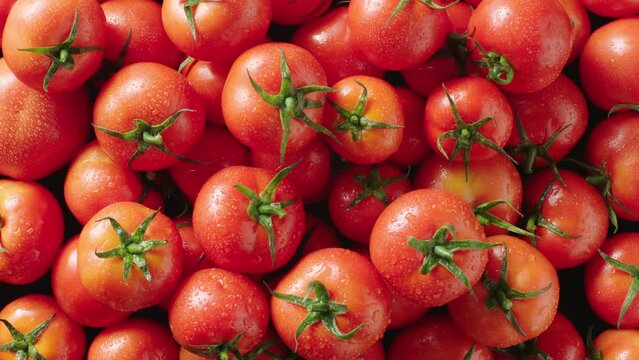 several wet tomatoes being wet