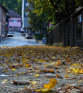 Sidewalk With Parked Cars And Dry Yellow Fallen Leaves In Fall
