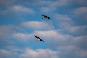 storks in flight