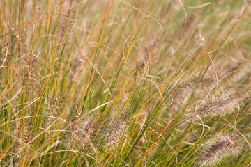 Natural autumn background. Abstract background of dried ornamental herbs