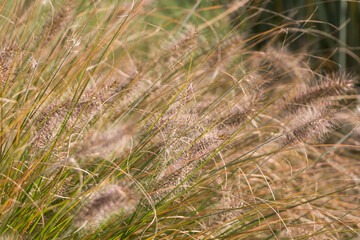 Natural autumn background. Abstract background of dried ornamental herbs