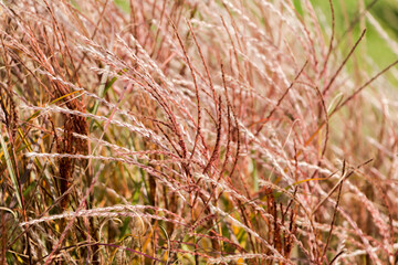 Fototapeta premium Natural autumn background. Abstract background of dried ornamental herbs