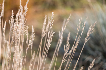 Fototapeta premium Natural autumn background. Abstract background of dried ornamental herbs