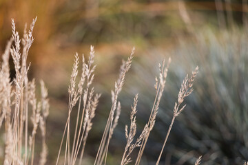 Natural autumn background. Abstract background of dried ornamental herbs	
