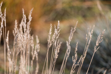 Fototapeta premium Natural autumn background. Abstract background of dried ornamental herbs