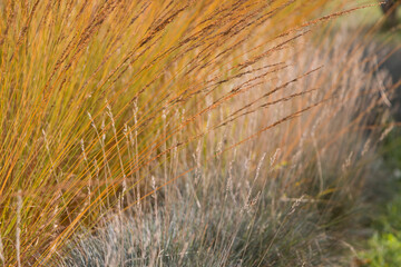 Obraz premium Natural autumn background. Abstract background of dried ornamental herbs 