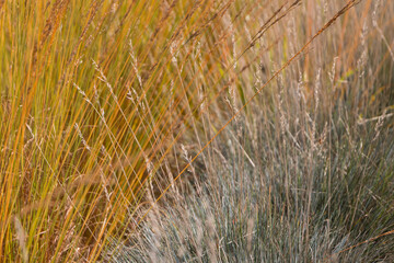 Obraz premium Natural autumn background. Abstract background of dried ornamental herbs