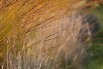 Obraz premium Natural autumn background. Abstract background of dried ornamental herbs