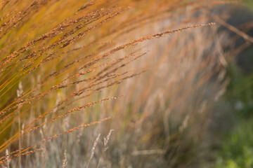 Obraz premium Natural autumn background. Abstract background of dried ornamental herbs