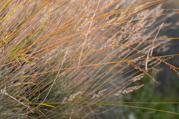 Natural autumn background. Abstract background of dried ornamental herbs	