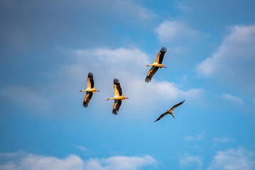 storks flying in the sky
