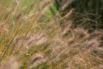 Natural autumn background. Abstract background of dried ornamental herbs