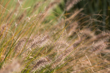 Natural autumn background. Abstract background of dried ornamental herbs