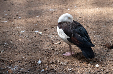 Radjah Shelduck (Radjah radjah)