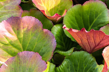 Natural autumn background. Colorful green autumn leaves close-up