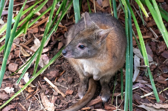 Red-necked Pademelon (Thylogale Thetis)