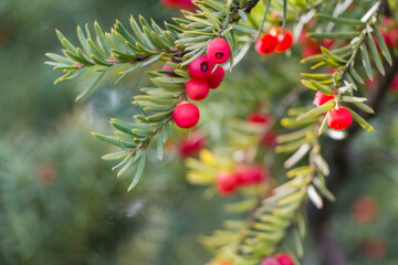 Obraz premium Natural autumn background. Green branches of a yew tree with red berries close-up on a bokeh background