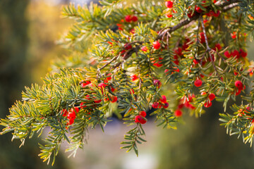 Natural autumn background. Green branches of a yew tree with red berries close-up on a bokeh...