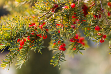 Natural autumn background. Green branches of a yew tree with red berries close-up on a bokeh...