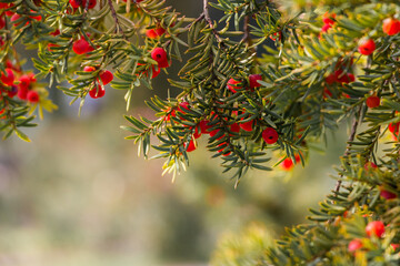 Natural autumn background. Green branches of a yew tree with red berries close-up on a bokeh...