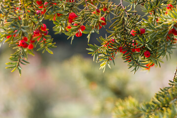 Natural autumn background. Green branches of a yew tree with red berries close-up on a bokeh...