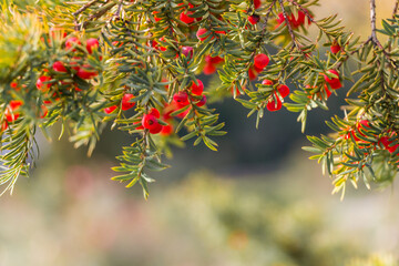 Natural autumn background. Green branches of a yew tree with red berries close-up on a bokeh background