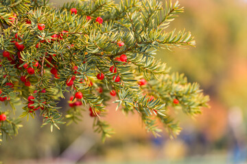 Natural autumn background. Green branches of a yew tree with red berries close-up on a bokeh...