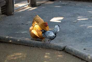 Strutting Chicken