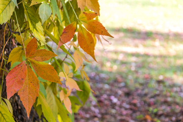 natural autumn background.  colorful leaves of wild grapes close-up.  place for text