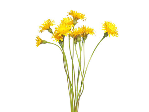 Yellow flowers of bristly hawkbit plant isolated on white