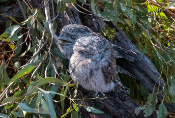 Tawny Frogmouth (Podargus Strigoides)