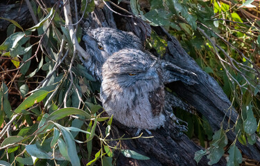 Tawny Frogmouth (Podargus Strigoides)