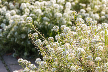white lobularia flowers close-up. natural flower background	