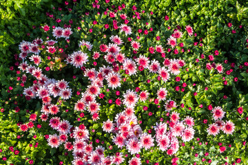 natural flower background.  flowers of white and pink chrysanthemums close-up
