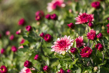 natural flower background.  flowers of white and pink chrysanthemums close-up