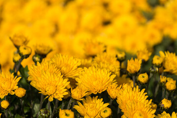 natural flower background.  yellow chrysanthemum flowers close up