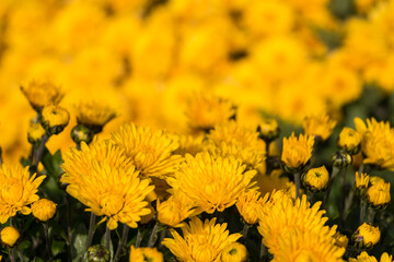 natural flower background.  yellow chrysanthemum flowers close up
